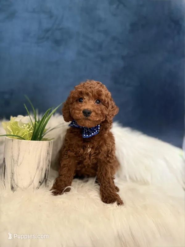 Winston  – Poodle - Miniature  puppy for sale in Homewood, IL