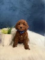 Winston , a male Poodle - Miniature  for sale in Homewood, IL – Photo 1 of 4
