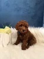 Winston , a male Poodle - Miniature  for sale in Homewood, IL – Photo 4 of 4