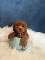 Winston , a male Poodle - Miniature  for sale in Homewood, IL – Photo 2 of 4