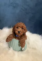 Winston , a male Poodle - Miniature  for sale in Homewood, IL – Photo 3 of 4