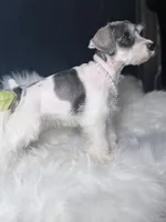 Pearl, a female Miniature Schnauzer for sale in Skokie, IL – 6 of 6