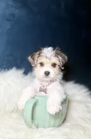 Sparkle , a female Morkie for sale in Homewood, IL – Photo 3 of 5