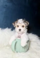 Sparkle , a female Morkie for sale in Homewood, IL – Photo 4 of 5