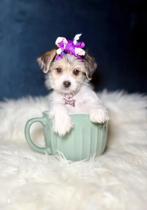 Sparkle  – Morkie puppy for sale in Homewood, IL