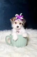 Sparkle , a female Morkie for sale in Homewood, IL – Photo 2 of 5