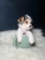 Sparkle , a female Morkie for sale in Homewood, IL – Photo 5 of 5