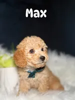 Max , a male Poodle - Toy  for sale in Homewood, IL – 1 of 1