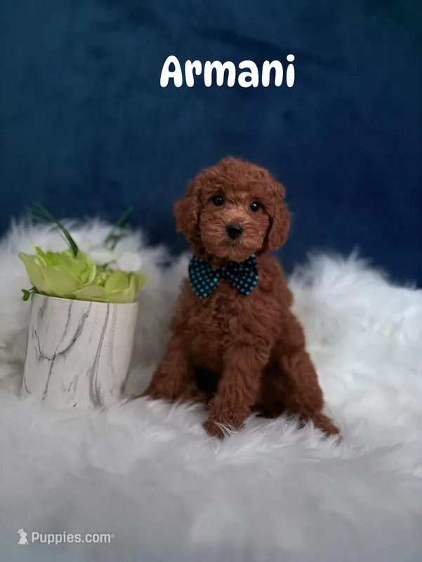 Armani  – Poodle - Toy  puppy for sale in Homewood, IL
