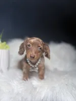 Marble , a female Miniature Dachshund for sale in Homewood, IL – 3 of 3