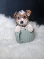 Star (Parti) , a female Yorkshire Terrier for sale in Homewood, IL – 5 of 6