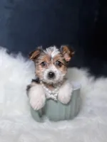 Star (Parti) , a female Yorkshire Terrier for sale in Homewood, IL – 3 of 6