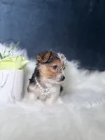 Star (Parti) , a female Yorkshire Terrier for sale in Homewood, IL – 6 of 6
