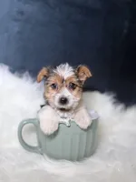 Star (Parti) , a female Yorkshire Terrier for sale in Homewood, IL – 1 of 6