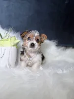 Star (Parti) , a female Yorkshire Terrier for sale in Homewood, IL – 4 of 6
