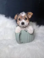 Star (Parti) , a female Yorkshire Terrier for sale in Homewood, IL – 2 of 6