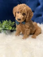 Milo, a male Miniature Goldendoodle for sale in Oak Brook, IL – 3 of 8