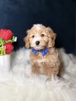 Archie, a male Miniature Goldendoodle for sale in Olympia Fields, IL – Photo 3 of 4