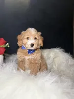 Archie, a male Miniature Goldendoodle for sale in Olympia Fields, IL – Photo 2 of 4