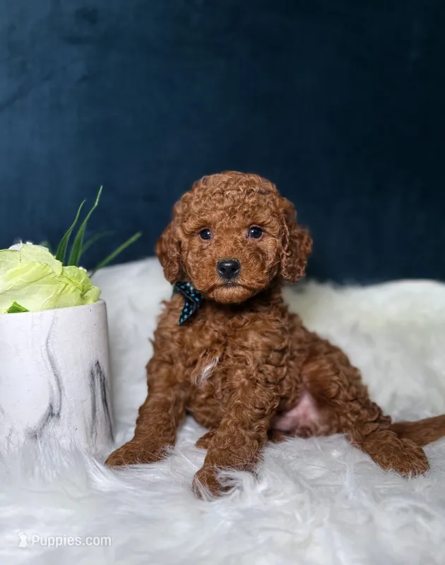 Logan  – Miniature Goldendoodle puppy for sale in Homewood, IL