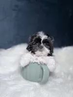 Oreo , a female Shihpoo for sale in Homewood, IL – 1 of 4