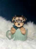 Ace , a male Yorkshire Terrier for sale in Skokie, IL – 3 of 3