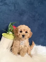 Bambi , a female Cavapoo for sale in Olympia Fields, IL – Photo 4 of 5