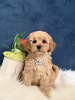 Bambi , a female Cavapoo for sale in Olympia Fields, IL – Photo 3 of 5