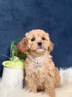 Bambi , a female Cavapoo for sale in Olympia Fields, IL – Photo 5 of 5