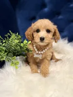 Cutie, a female Miniature Goldendoodle for sale in Oak Brook, IL – 3 of 3