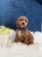 Roscoe, a male Miniature Goldendoodle for sale in Olympia Fields, IL – Photo 7 of 7