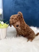 Roscoe, a male Miniature Goldendoodle for sale in Olympia Fields, IL – Photo 3 of 7