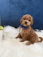 Roscoe, a male Miniature Goldendoodle for sale in Olympia Fields, IL – Photo 2 of 7