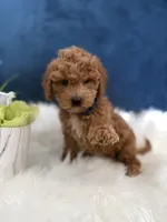 Roscoe, a male Miniature Goldendoodle for sale in Olympia Fields, IL – Photo 4 of 7