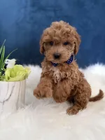 Roscoe, a male Miniature Goldendoodle for sale in Olympia Fields, IL – Photo 6 of 7