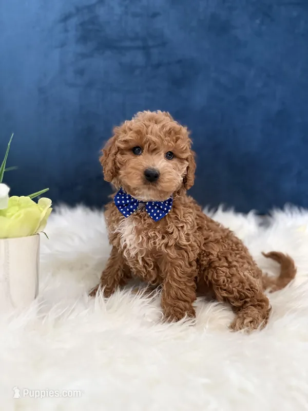 Roscoe – Miniature Goldendoodle puppy for sale in Olympia Fields, IL