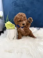 Roscoe, a male Miniature Goldendoodle for sale in Olympia Fields, IL – Photo 5 of 7