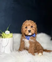 Buddy , a male Cavapoo for sale in Homewood, IL – 2 of 2