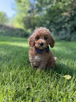 Benny , a male Miniature Goldendoodle for sale in Oak Brook, IL – 4 of 4