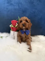 Manny , a male Cavapoo for sale in Olympia Fields, IL – Photo 2 of 6