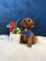 Manny , a male Cavapoo for sale in Olympia Fields, IL – Photo 5 of 6