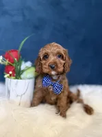 Manny , a male Cavapoo for sale in Olympia Fields, IL – Photo 1 of 6