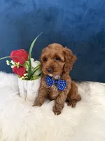 Manny , a male Cavapoo for sale in Olympia Fields, IL – Photo 4 of 6