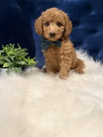 Milo, a male Miniature Goldendoodle for sale in Oak Brook, IL – 8 of 8