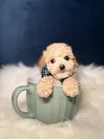 Benny , a male Poodle - Toy  for sale in Homewood, IL – Photo 4 of 5