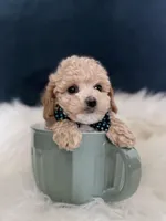 Benny , a male Poodle - Toy  for sale in Homewood, IL – Photo 1 of 5