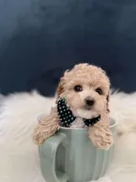 Benny , a male Poodle - Toy  for sale in Homewood, IL – Photo 5 of 5