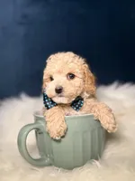 Benny , a male Poodle - Toy  for sale in Homewood, IL – Photo 3 of 5