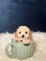 Benny , a male Poodle - Toy  for sale in Homewood, IL – Photo 2 of 5