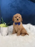 Charlie, a male Miniature Goldendoodle for sale in Olympia Fields, IL – Photo 1 of 3